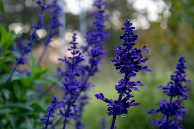 Close up of purple flowering mealy blue sage or mealycup sage, salvia farinacea