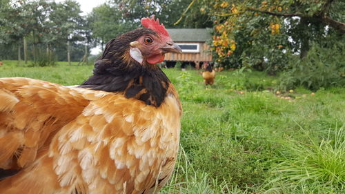 Hen on grassy field