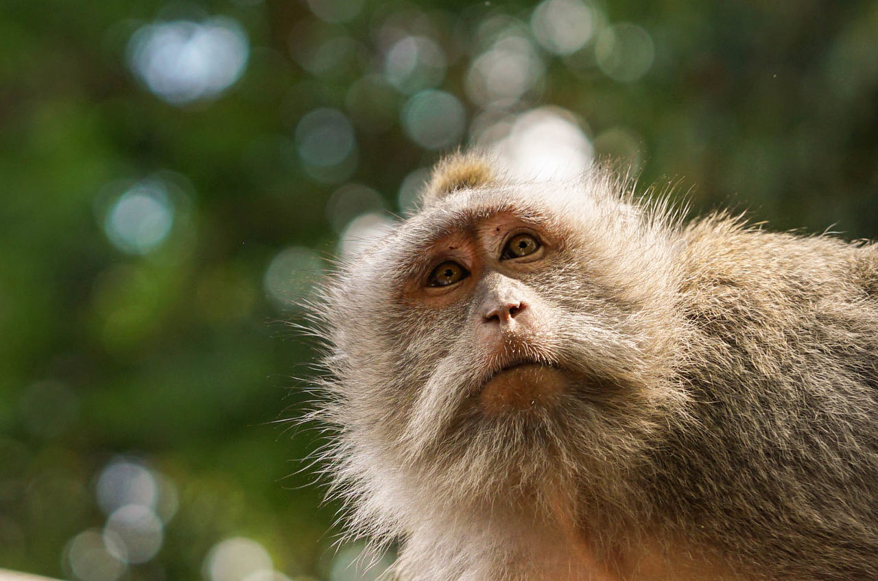 animal themes, animal, one animal, mammal, monkey, macaque, animal wildlife, primate, wildlife, animal body part, animal head, portrait, new world monkey, close-up, animal hair, old world monkey, ape, nature, no people, whiskers, outdoors, focus on foreground, environment, travel destinations, looking, looking at camera