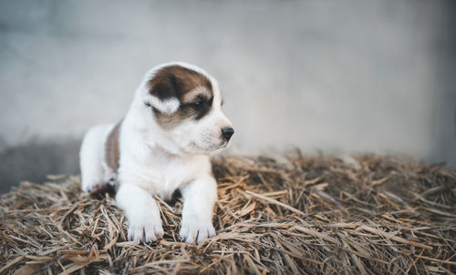 Dog looking away