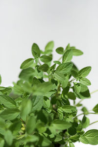 Close-up of fresh green leaves against white background