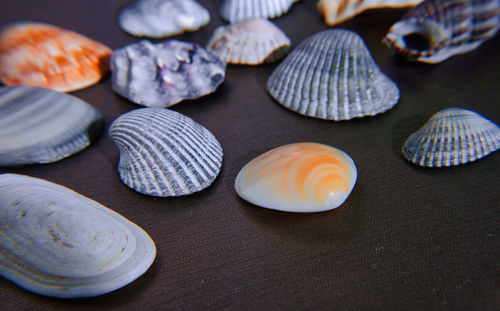 Close-up of shells on table