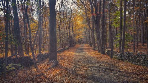 Footpath passing through forest