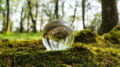 Reflection of crystal ball on tree in forest