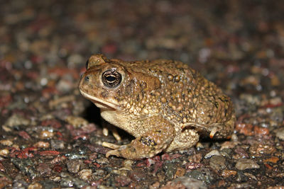 Close-up of frog