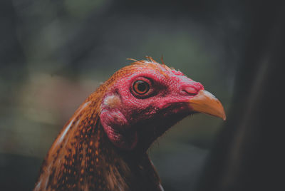 Close-up of rooster