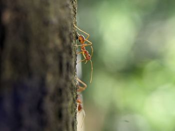 Close-up of ant on plant