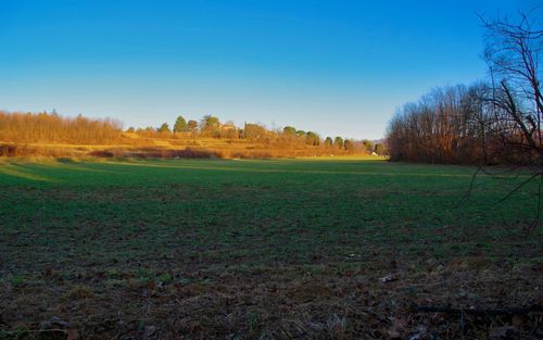 Scenic view of field against clear sky