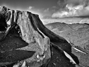 Close-up of tree stump on mountain against sky