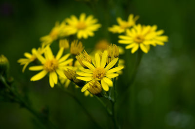 Close-up of yellow flowering plant