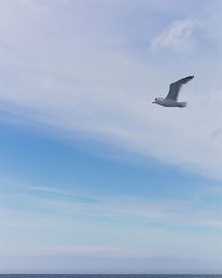 Low angle view of seagull flying over sea against sky