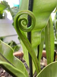 Close-up of spiral green plant