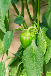 Organic farm food, agriculture and harvest concept - green bell pepper in a greenhouse.