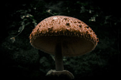 Close-up of mushroom growing on plant