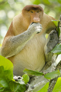 Squirrel sitting on tree