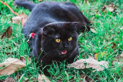 Portrait of black cat lying on grass