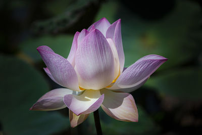 Close-up of pink water lily