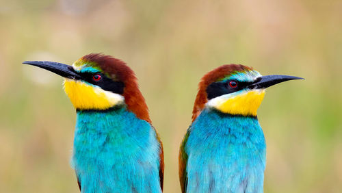 Close-up of peacock perching