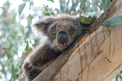 Close-up of an animal sitting on tree