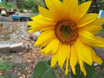 Close-up of fresh sunflower blooming outdoors