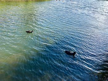 High angle view of ducks swimming in lake