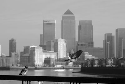 Seagull flying over city against sky