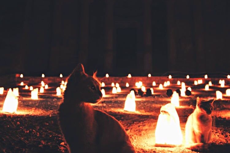 CLOSE-UP OF CAT ON ILLUMINATED TABLE AGAINST SKY