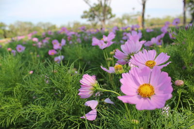 Close-up of fresh pink flowers in field