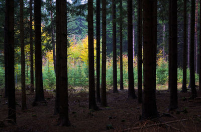 Trees in forest