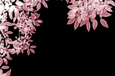 Low angle view of pink flowering plant against black background