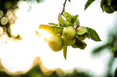 Close-up of fruits growing on tree