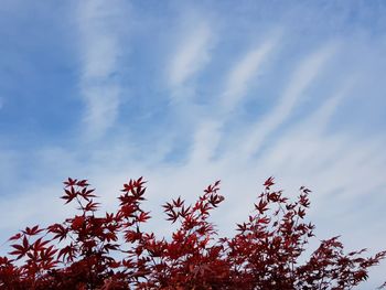 Low angle view of trees against blue sky