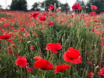 Close-up of red poppy flowers in field