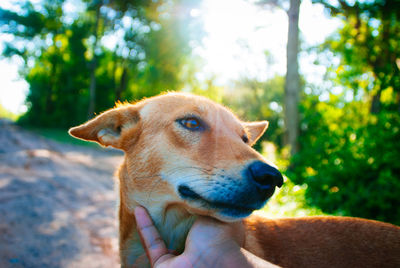 Close-up of a dog looking away