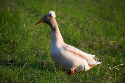 Bird perching on grassy field