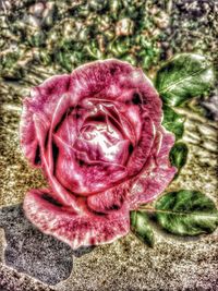 Close-up of pink rose