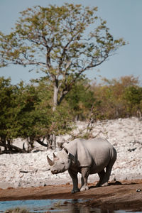 Rhinoceros standing by lake