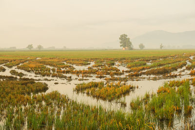 Scenic view of rice field against sky