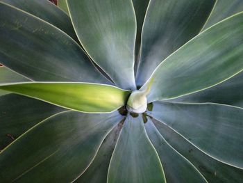 Full frame shot of succulent plant