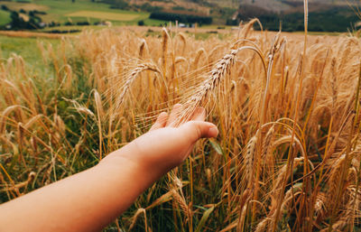 Hand holding wheat growing on field