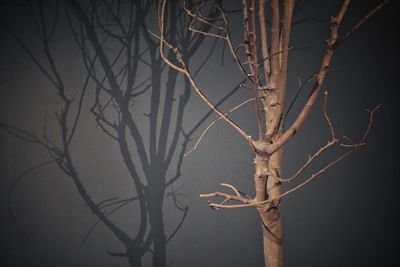 Low angle view of bare tree against sky