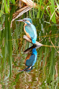 Bird perching on a lake