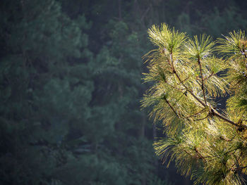 Close-up of pine tree