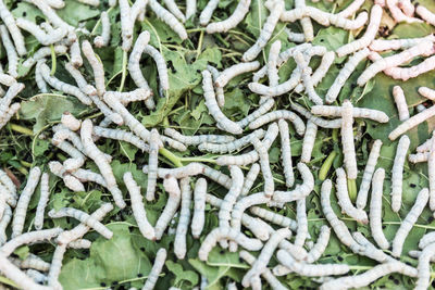 Full frame shot of silkworms