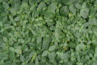 Full frame shot of fresh green plants