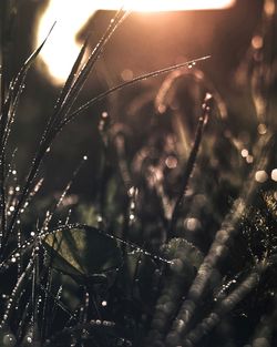 Close-up of wet spider web on plant during rainy season