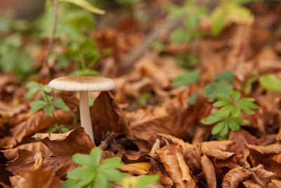Mushroom growing amidst dry leaves in forest