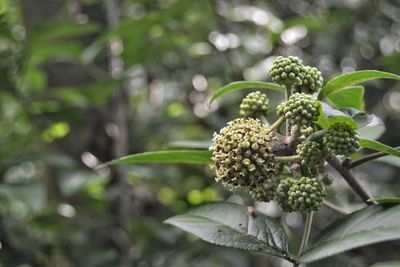 Close-up of fruit growing on tree