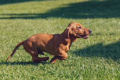 Dog looking away on field