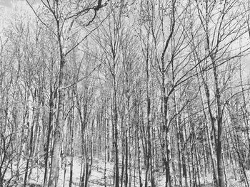 Low angle view of bare trees in forest during winter